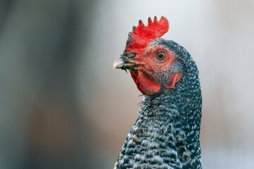 Portrait of a Speckled Hen on a Farm with Blurred Background