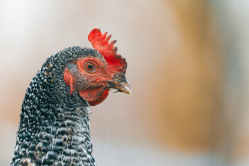 Portrait of a Speckled Hen on a Farm with Blurred Background