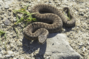 Vipera berus, also known as the common European adder