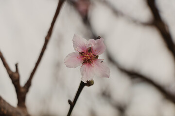 beautiful isolated peach flower on branch