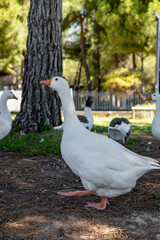 White geese graze on a green meadow in public park