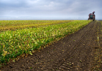 Harvesting beets, harvester for harvesting beets, harvest time