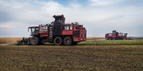 Obraz premium two beet harvesters in the process of harvesting, autumn time