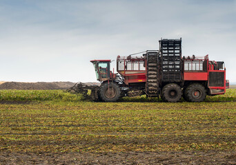 beet harvester with escalator loading in the process of harvesting in the field in autumn