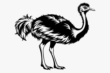 Obraz premium ostrich silhouette vector illustration