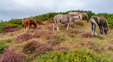 Conwy Mountain with the wild welsh ponies and heather out