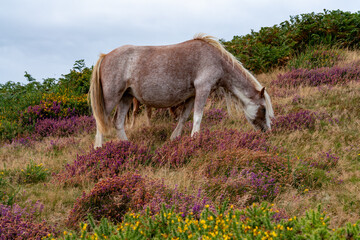 Conwy Mountain with the wild welsh ponies and heather out