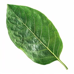 Close-up of green leaf isolated on white background, showing natural texture and vibrant color