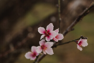 beautiful peach blossoms on the branch