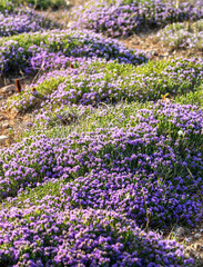 Purple flowering wild thyme in late spring in Sicily. Wild Thyme