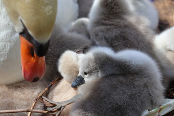 mute swan