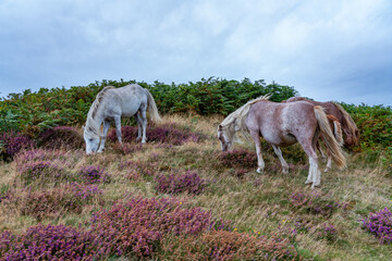 Conwy Mountain with the wild welsh ponies and heather out