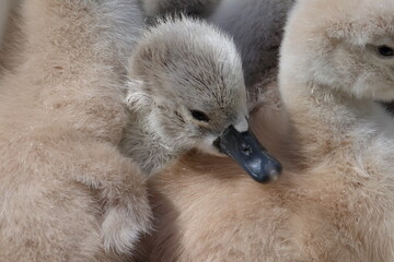 mute swan
