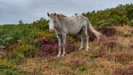 Conwy Mountain with the wild welsh ponies and heather out