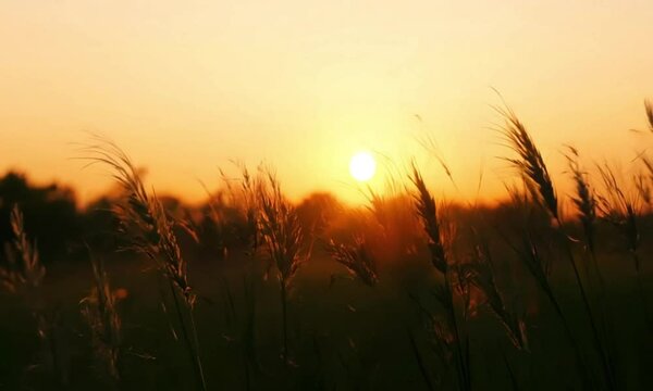 Tranquil 3d landscape at sunset with swaying tall grass