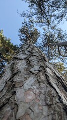 pine tree trunk
