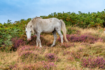 Fototapeta premium Conwy Mountain with the wild welsh ponies and heather out
