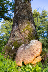 Das Selketal zwischen Meisdorf und Mägdesprung Naturlandschaft Selketalstieg
