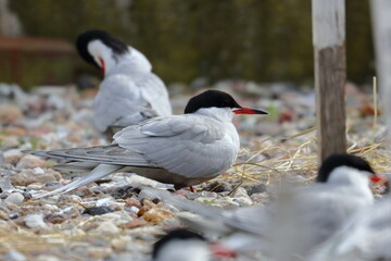 tern couple
