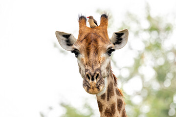 Portrait of a Giraffe with a red-billed oxpecker (Buphagus erythrorynchus)  in Kruger National Park  in South Africa 
