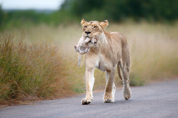 Lioness (Panthera leo) mother walking  while carrying her newborn cub in her mouth, Kruger National...