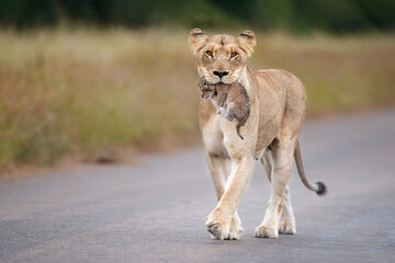 Lioness (Panthera leo) mother walking  while carrying her newborn cub in her mouth, Kruger National Park, Mpumalanga, South Africa