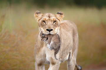 Lioness (Panthera leo) mother walking  while carrying her newborn cub in her mouth, Kruger National Park, Mpumalanga, South Africa