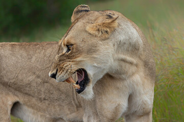 Aggressive Lioness portrait in the Kruger National Park in the green season in South Africa