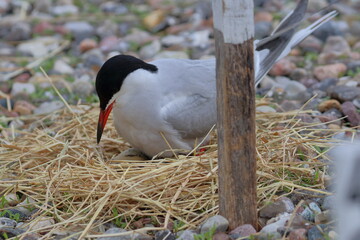 tern parent