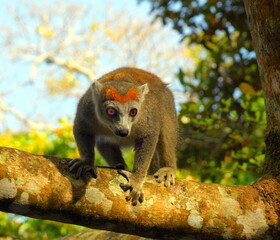 Madagascar, crowned lemur or Eulemur coronatus, species of primate belonging to the family Lemuridae