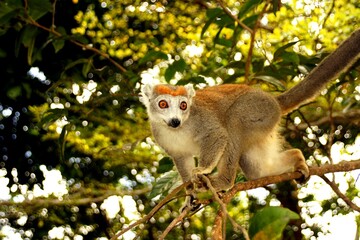 Madagascar, crowned lemur or Eulemur coronatus, species of primate belonging to the family Lemuridae