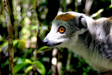 Madagascar, crowned lemur or Eulemur coronatus, species of primate belonging to the family Lemuridae