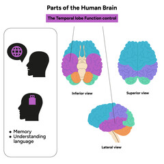 Parts of Human brain anatomy with colored parts diagram medical illustration. Temporal lobe Function control