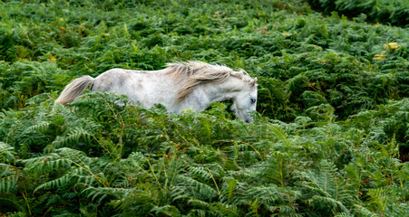 Conwy Mountain with the wild welsh ponies and heather out