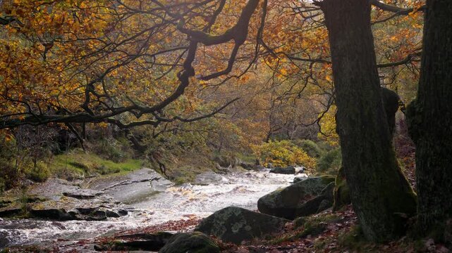 A peaceful and relaxing autumn-winter woodland, with a gentle stream, golden oaks, and fallen leaves adorning the landscape.