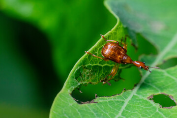 Small orange insects in nature