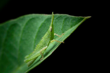 Little green grasshopper in the field