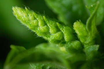 Young basil flowers in nature