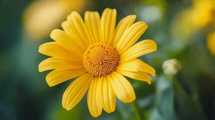 A Single Yellow Daisy