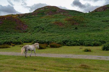 Fototapeta premium Conwy Mountain with the wild welsh ponies and heather out