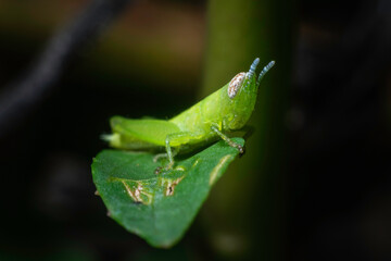 Little green grasshopper in the field