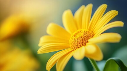 Obraz premium Yellow Flower Macro Photography