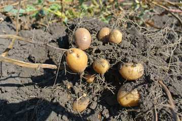 Potato harvest in the garden, natural background.