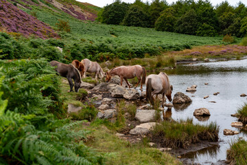 Conwy Mountain with the wild welsh ponies and heather out