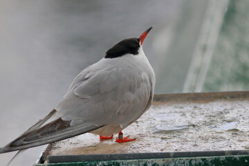 terns