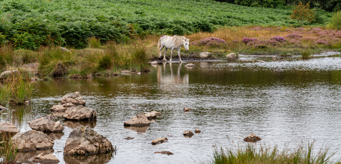Conwy Mountain with the wild welsh ponies and heather out