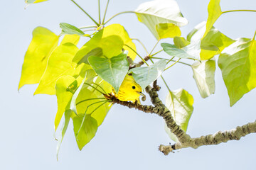 Yellow Warbler standing under leaves with an insect meal at the Inglewood Bird Sanctuary in Calgary Alberta Canada.
