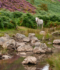 Fototapeta premium Conwy Mountain with the wild welsh ponies and heather out