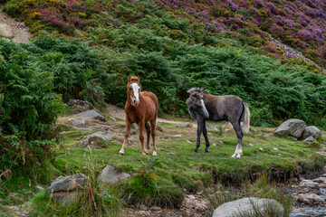Conwy Mountain with the wild welsh ponies and heather out