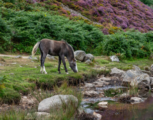 Conwy Mountain with the wild welsh ponies and heather out